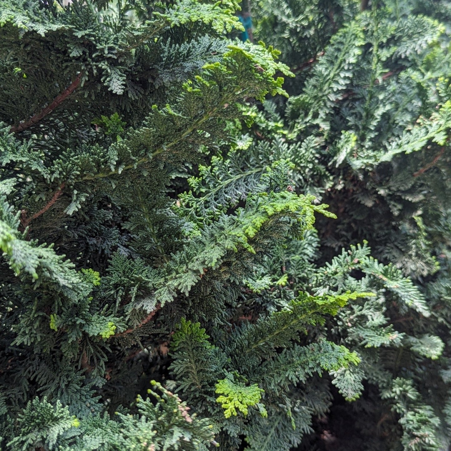 Slender Hinoki Cypress