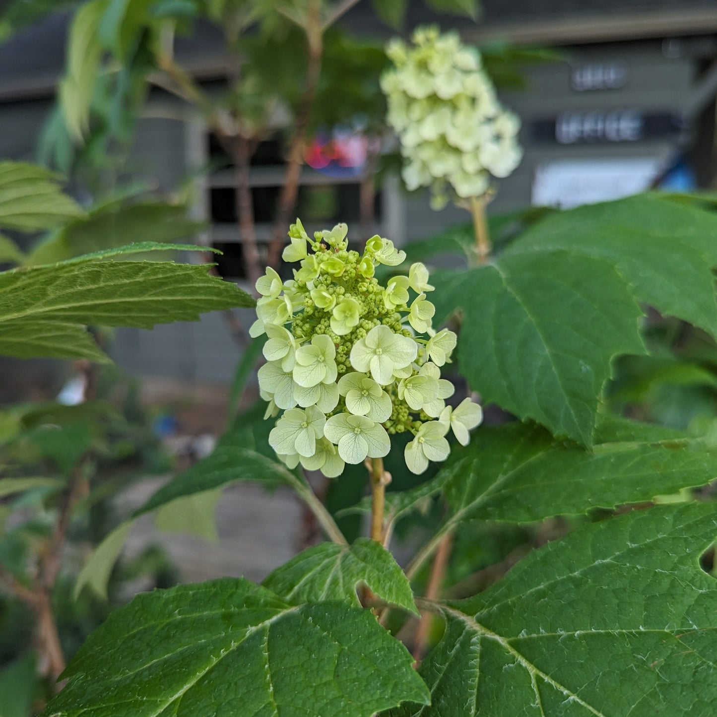 Snow Queen Oakleaf Hydrangea