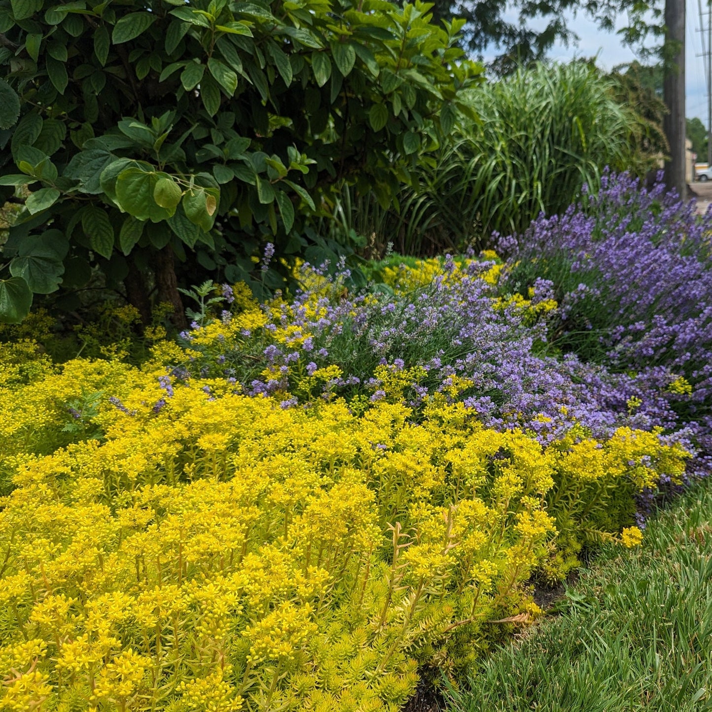 Angelina Sedum