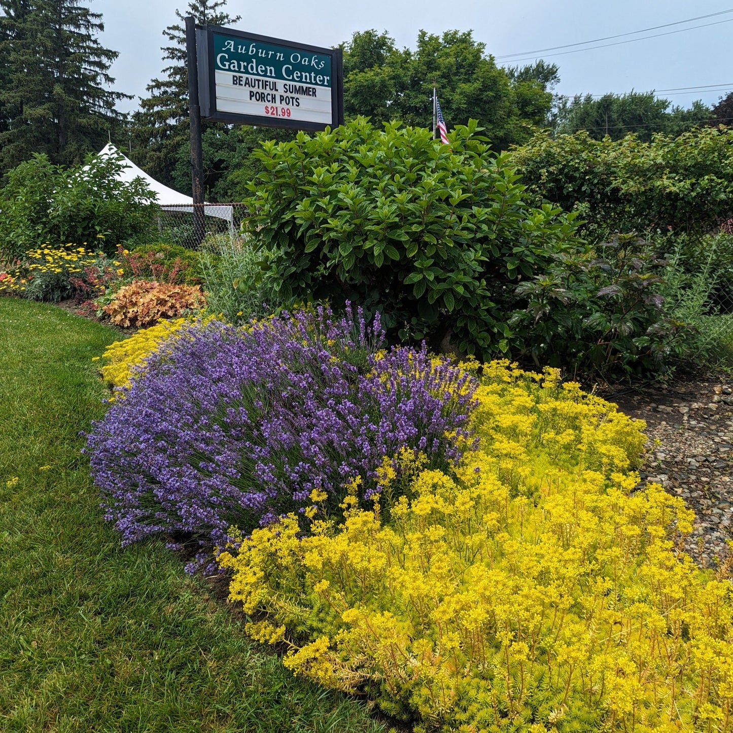 Angelina Sedum
