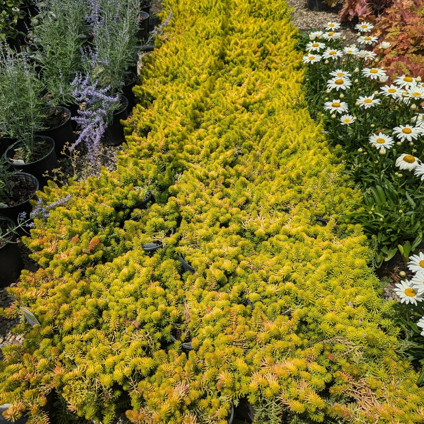 Angelina Sedum