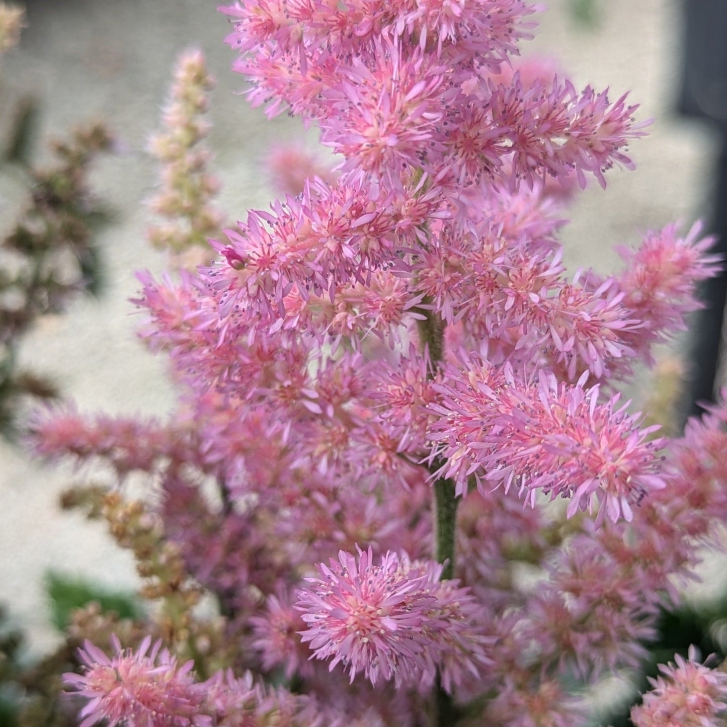 Little Vision in Pink Astilbe