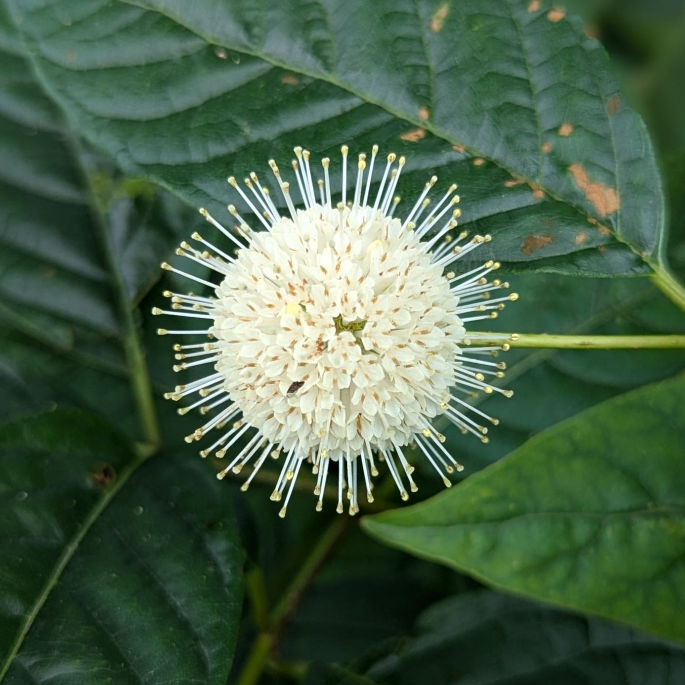 Sugar Shack Buttonbush