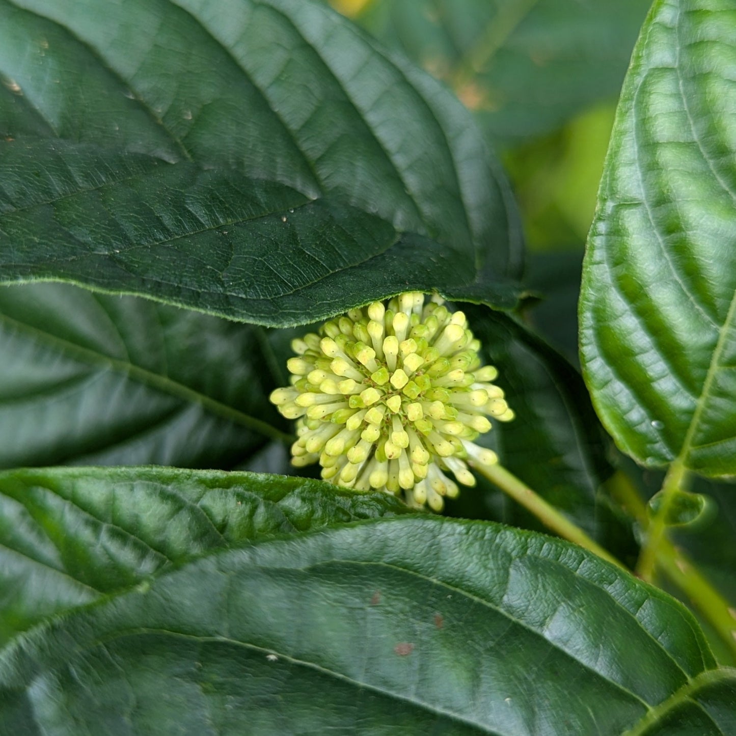 Sugar Shack Buttonbush