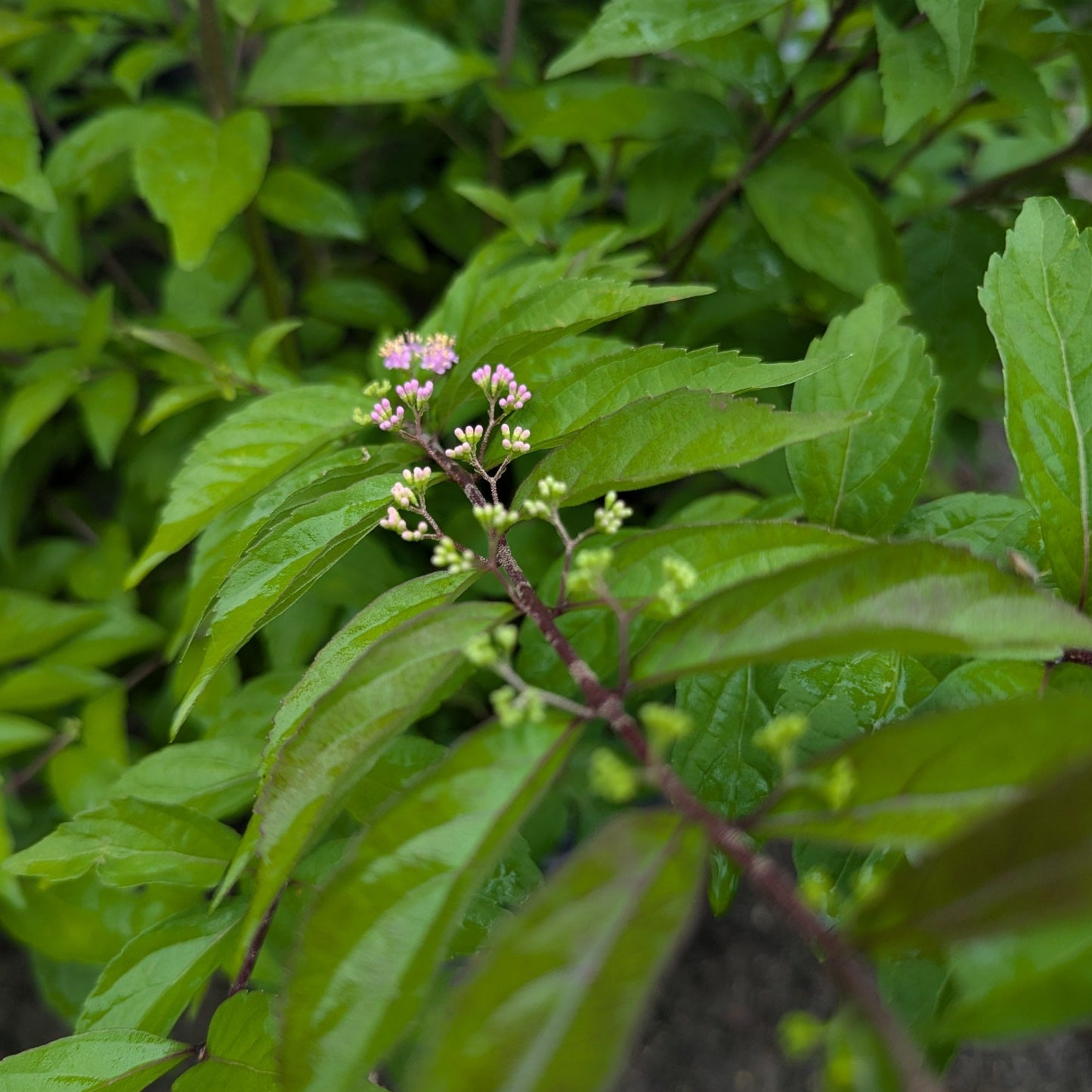 Issai Purple Beautyberry