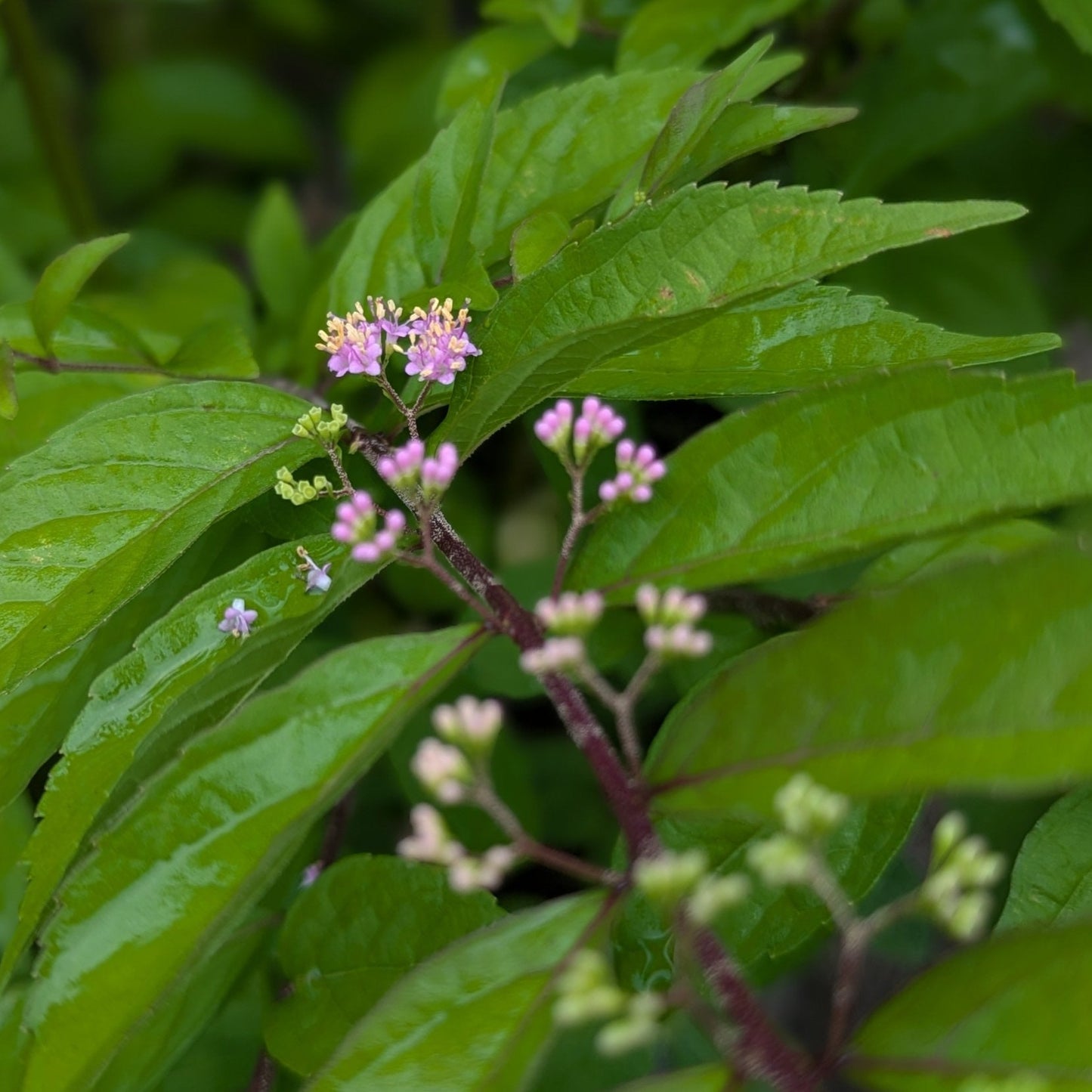 Issai Purple Beautyberry