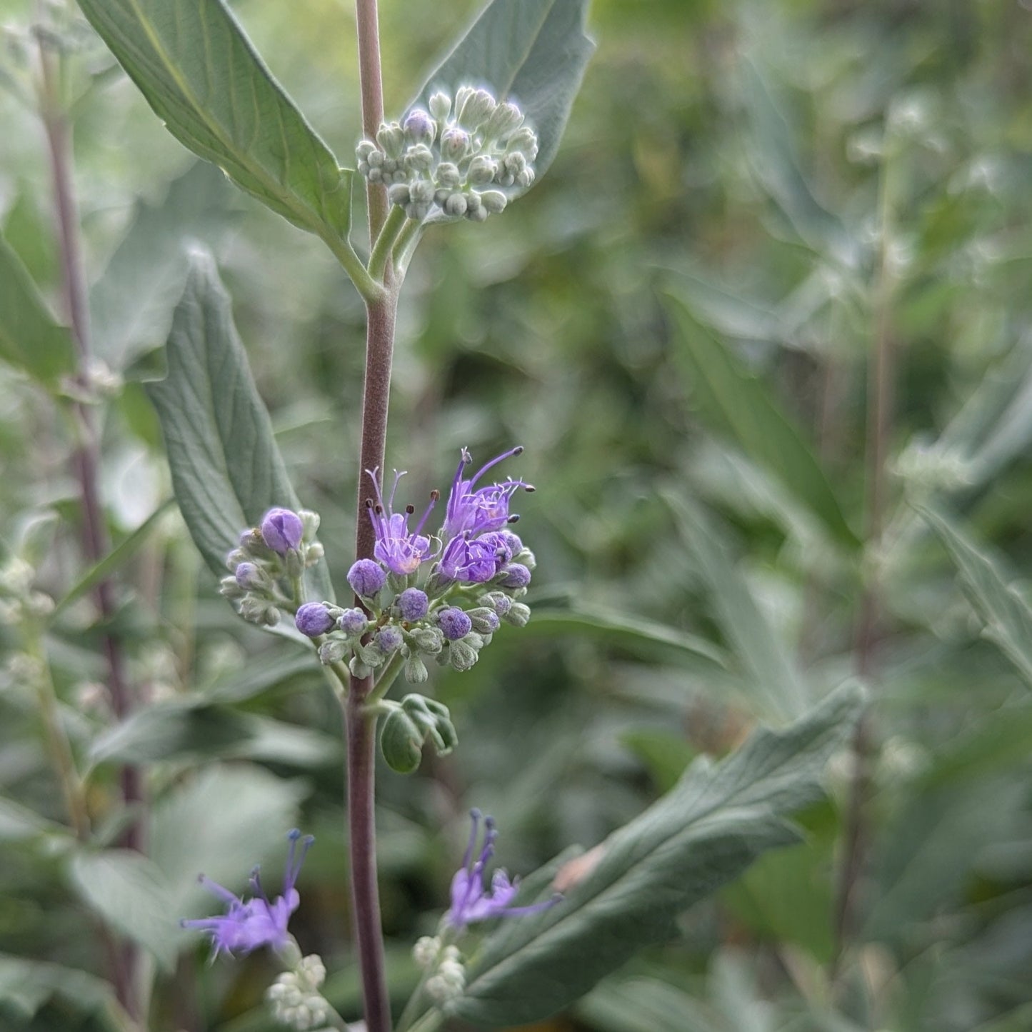 Dark Knight Bluebeard