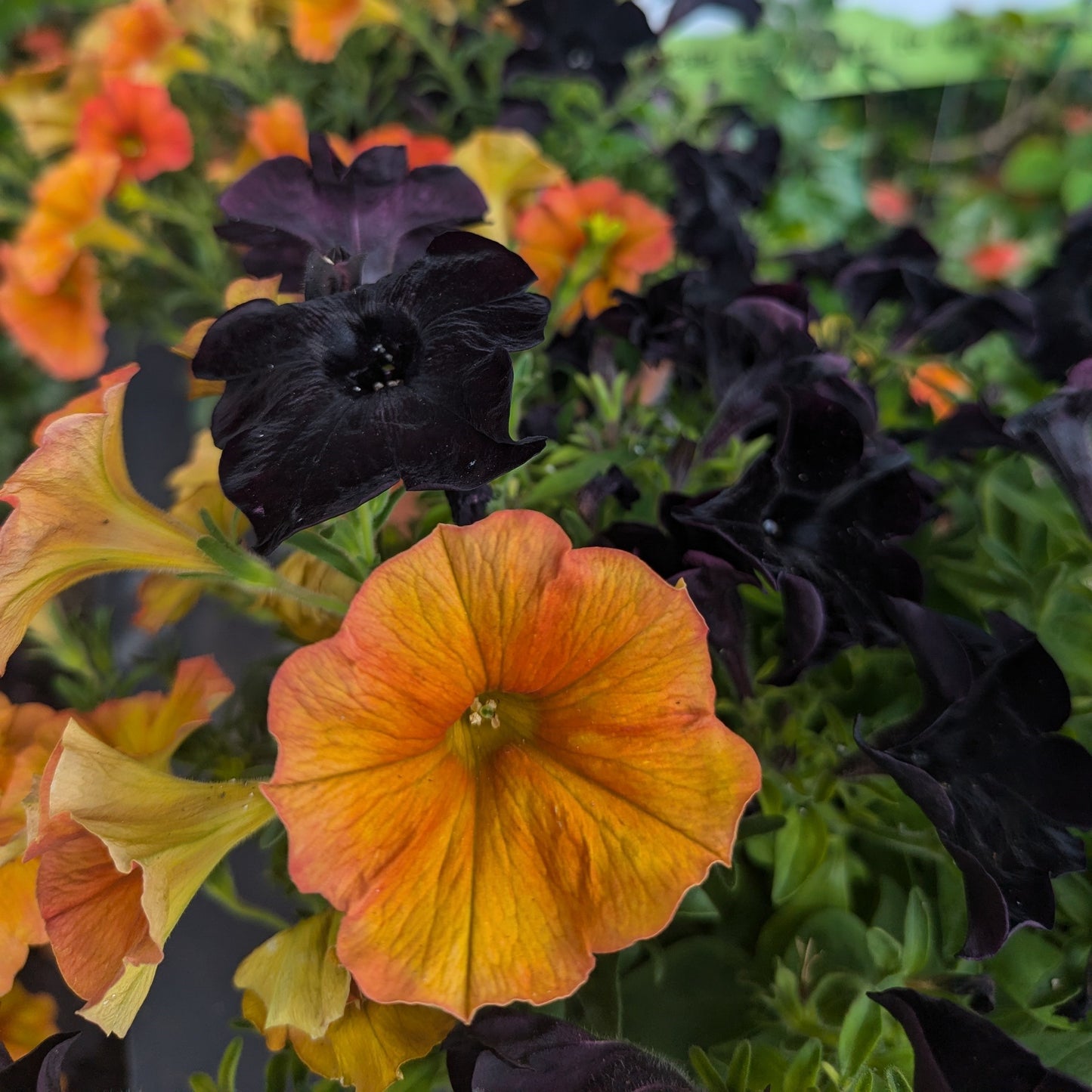 Fall Annuals