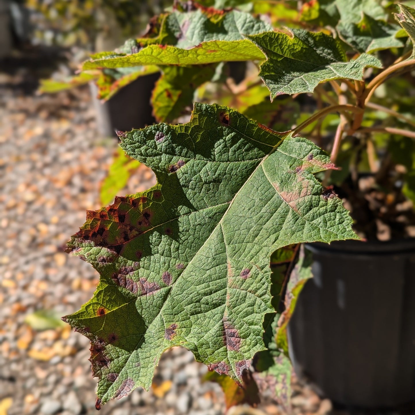 Snow Queen Oakleaf Hydrangea