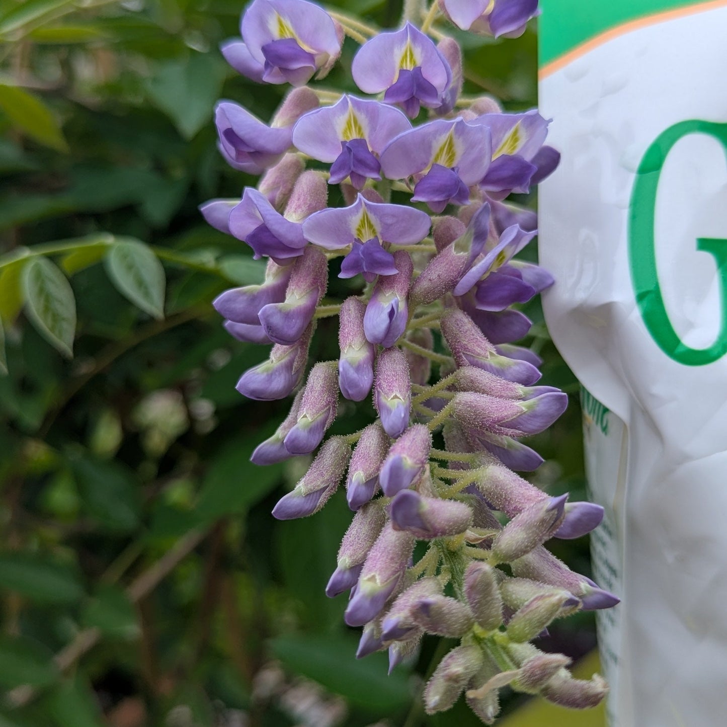 Purple flowers with a green and white bag in the background