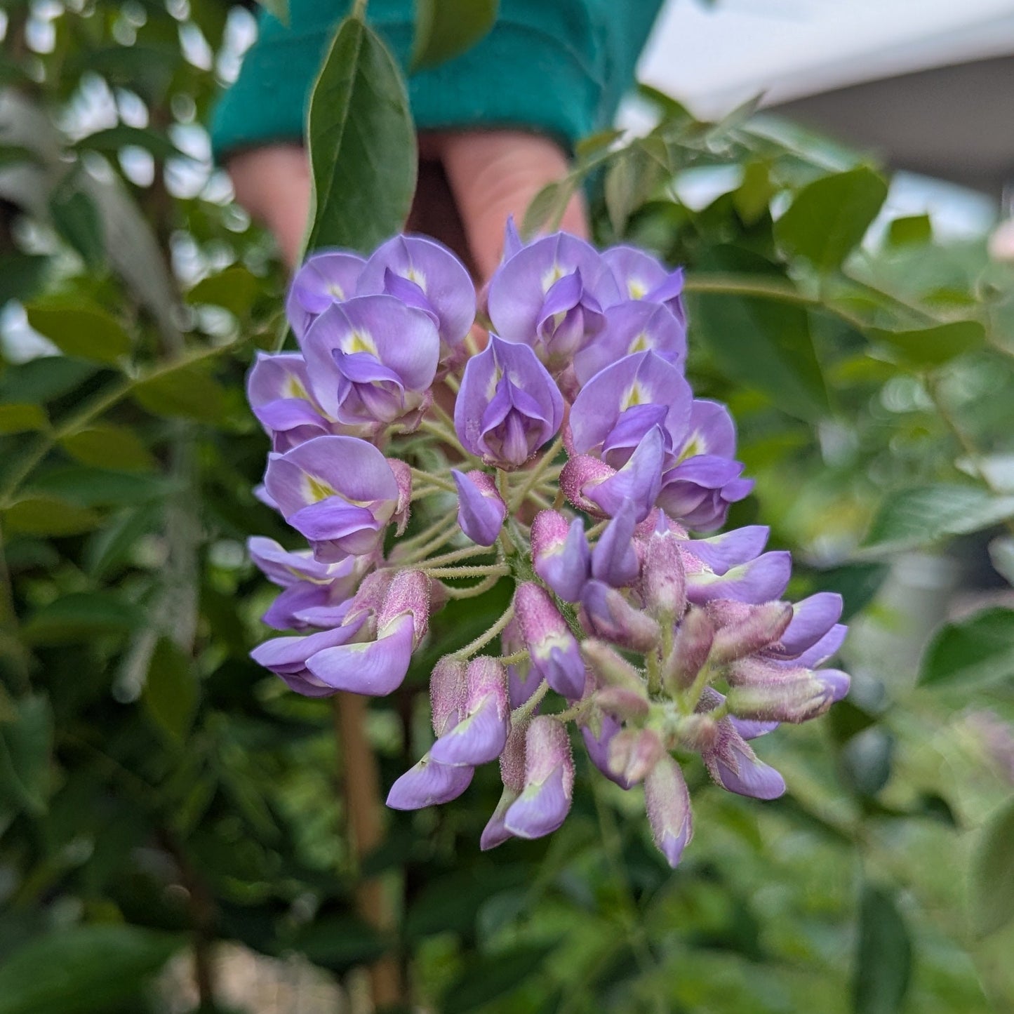 Close-up of purple flowers with green leaves in the background
