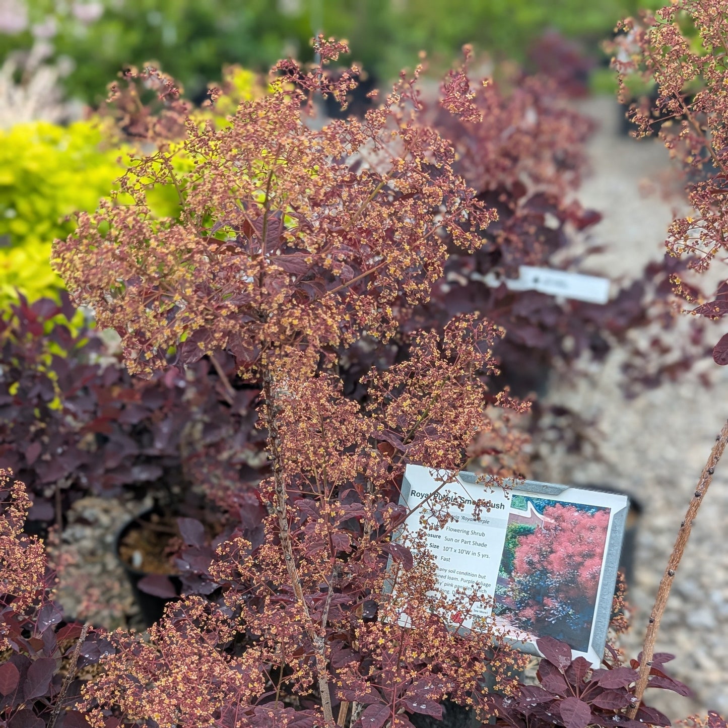 Royal Purple Smokebush