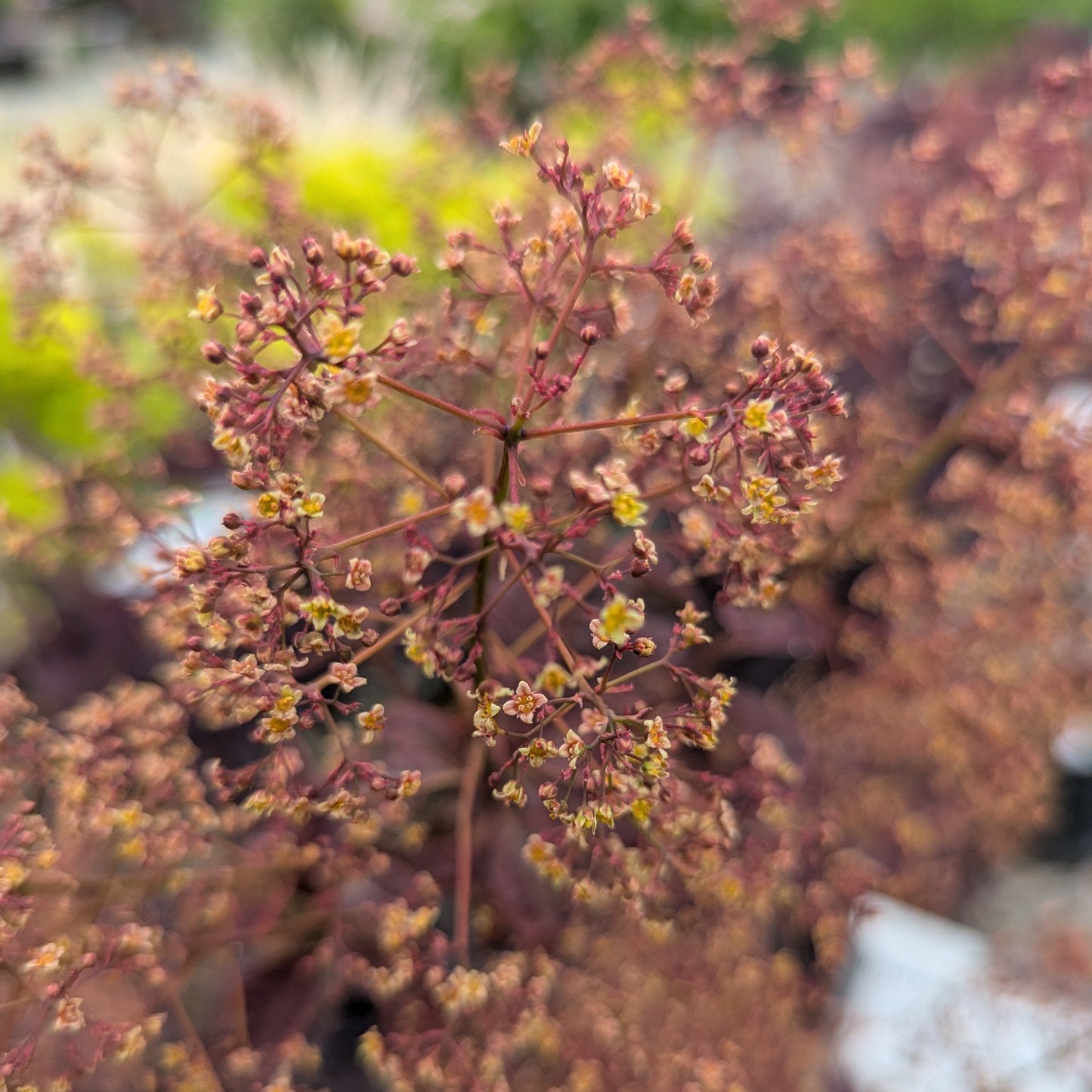 Royal Purple Smokebush