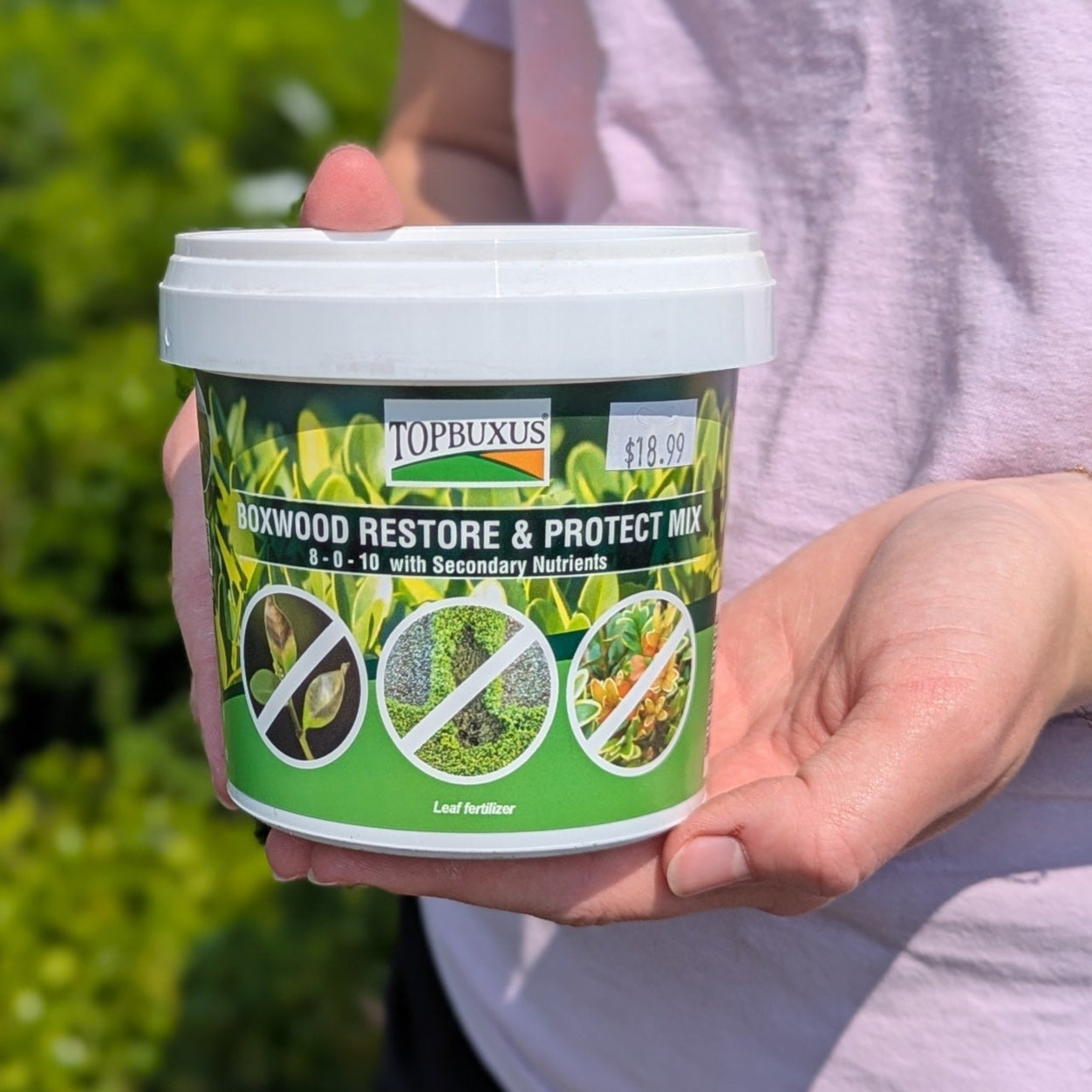 Boxwood Restore/ Protect