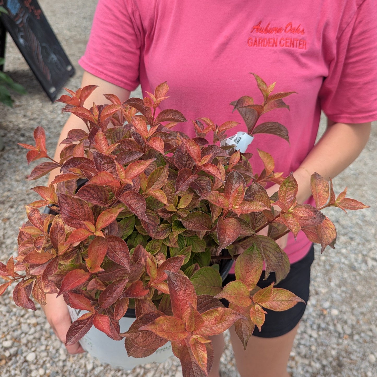 Midnight Sun Weigela