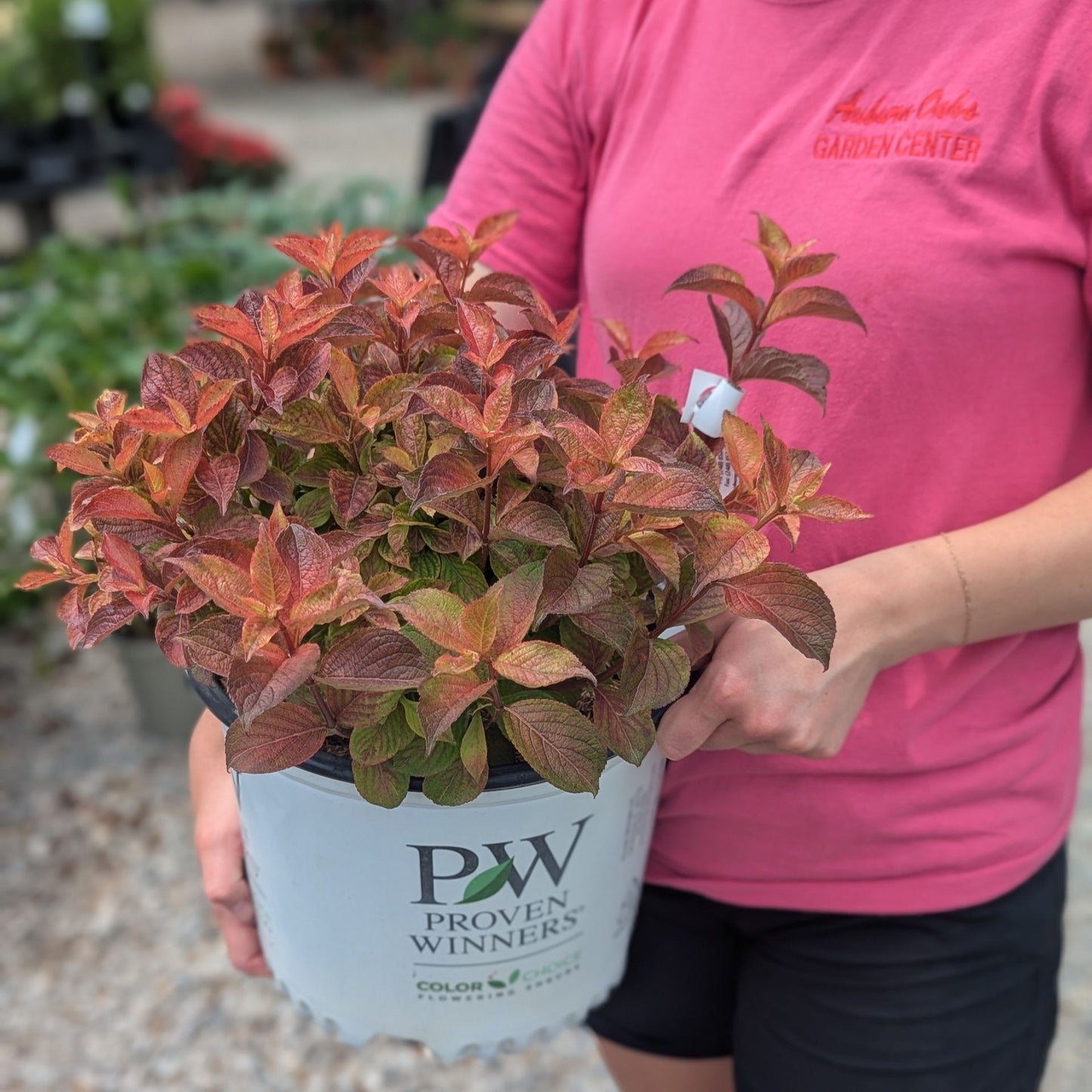 Midnight Sun Weigela