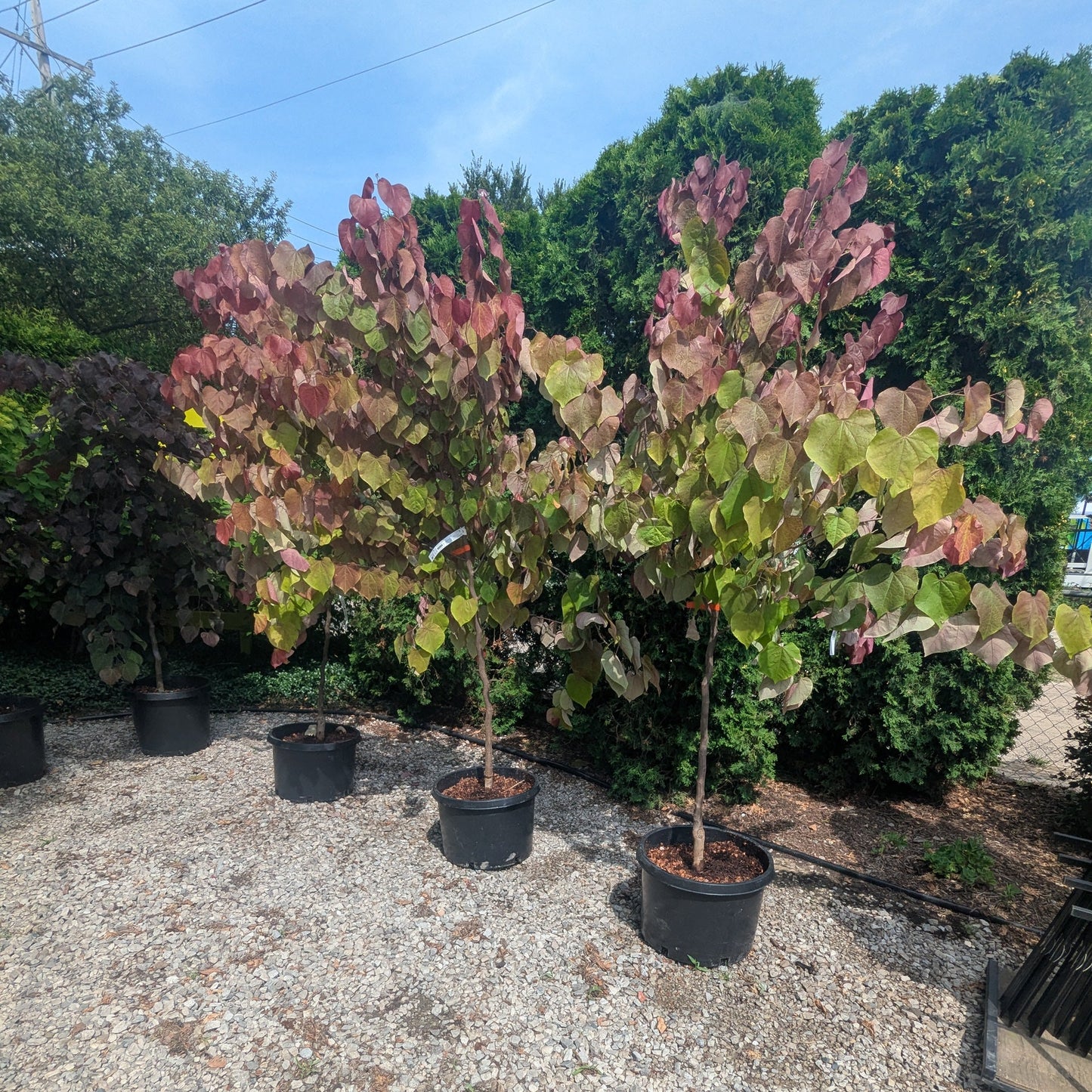 Three potted trees with variegated leaves on a gravel surface with trees in the background.