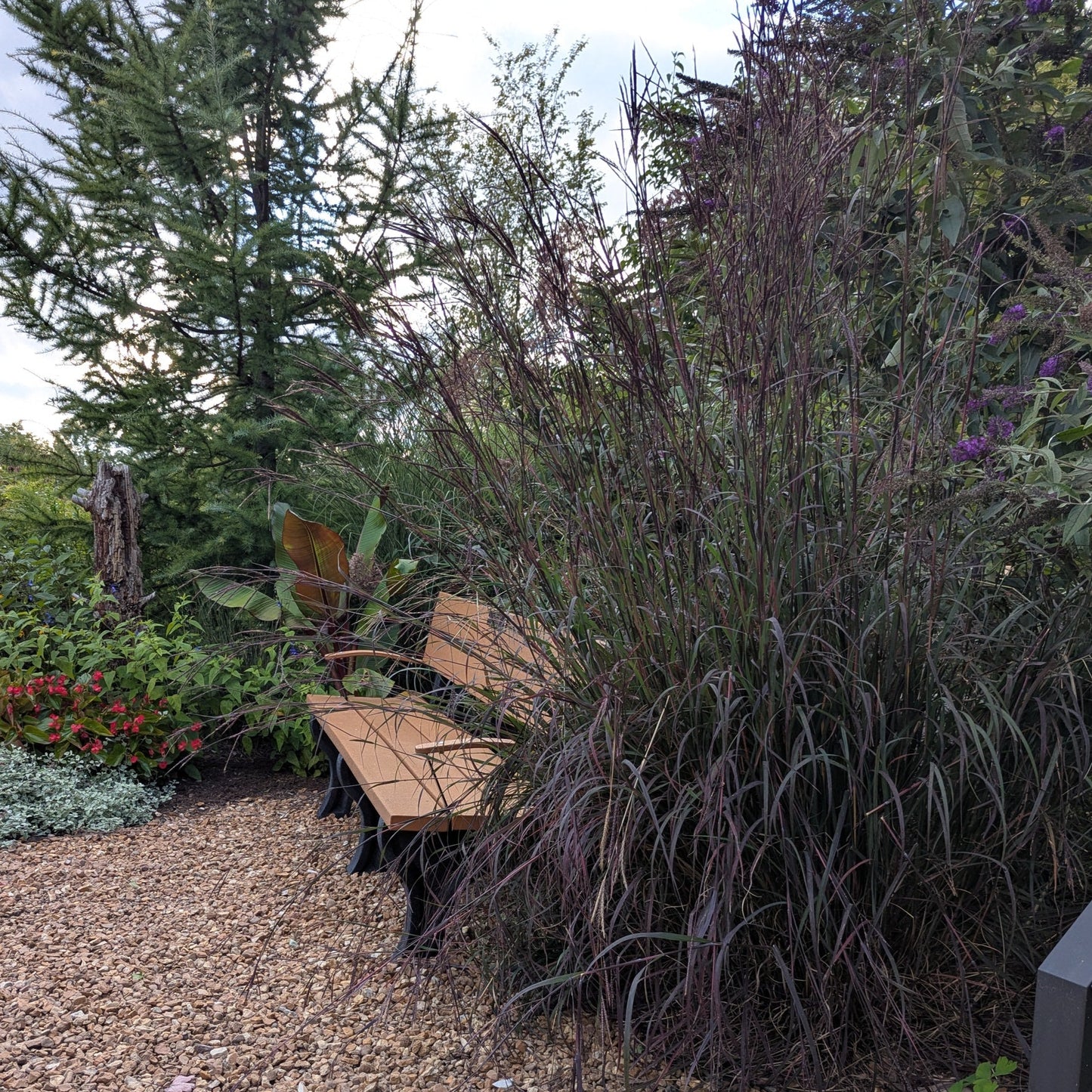 Blackhawks Big Bluestem Grass