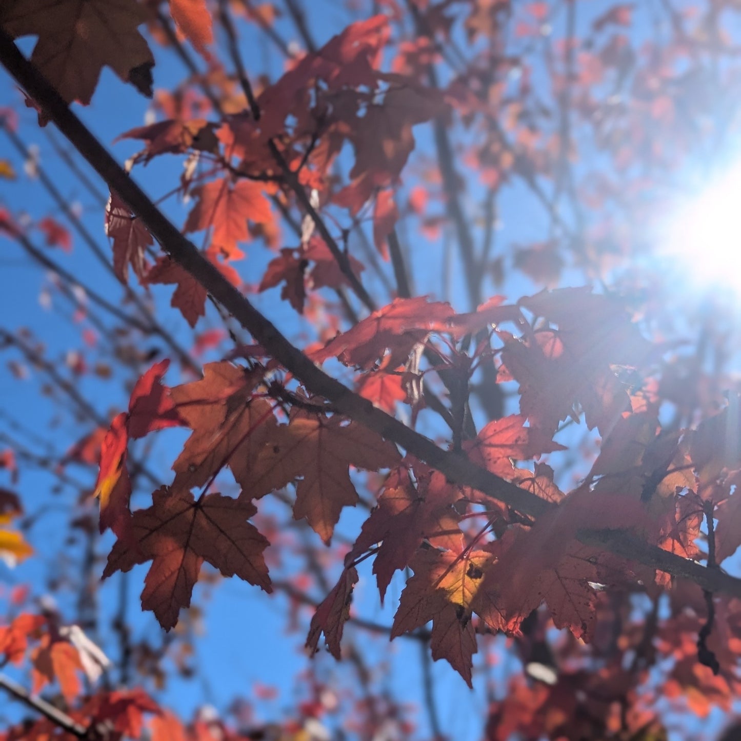 Redpointe Maple