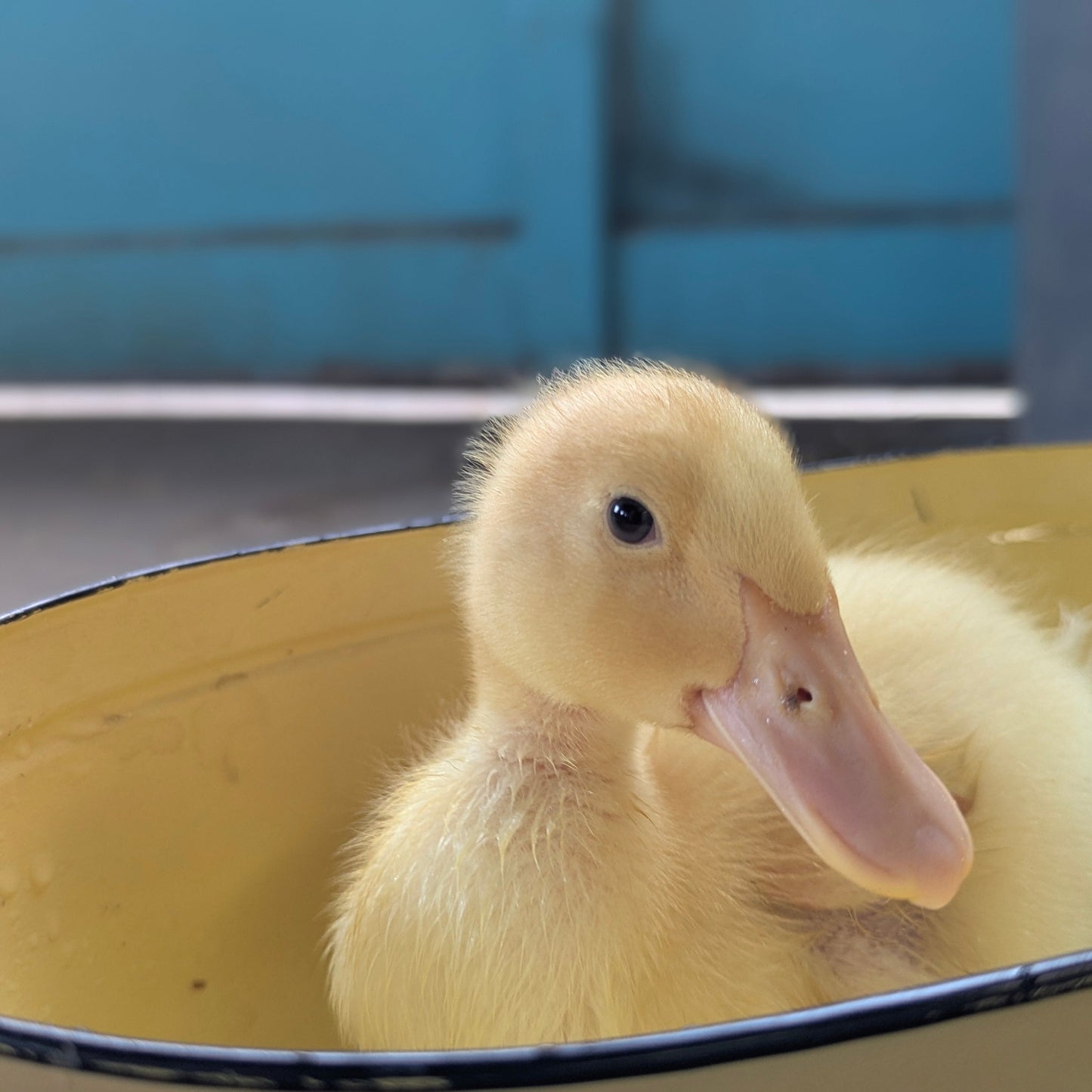 Duck Magnets