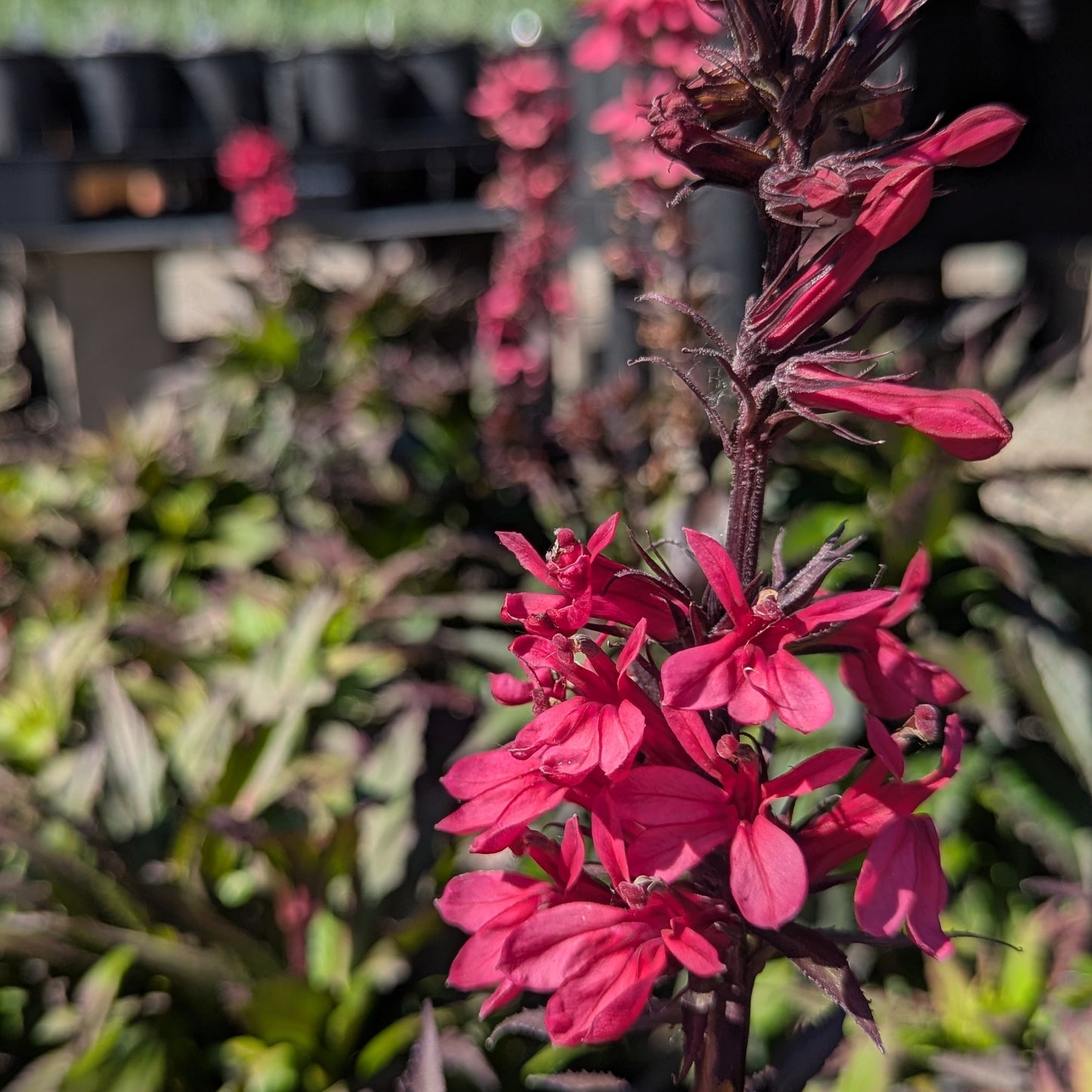 Starship Deep Rose Cardinal Flower