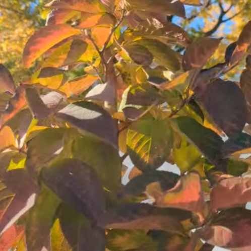 Japanese Stewartia