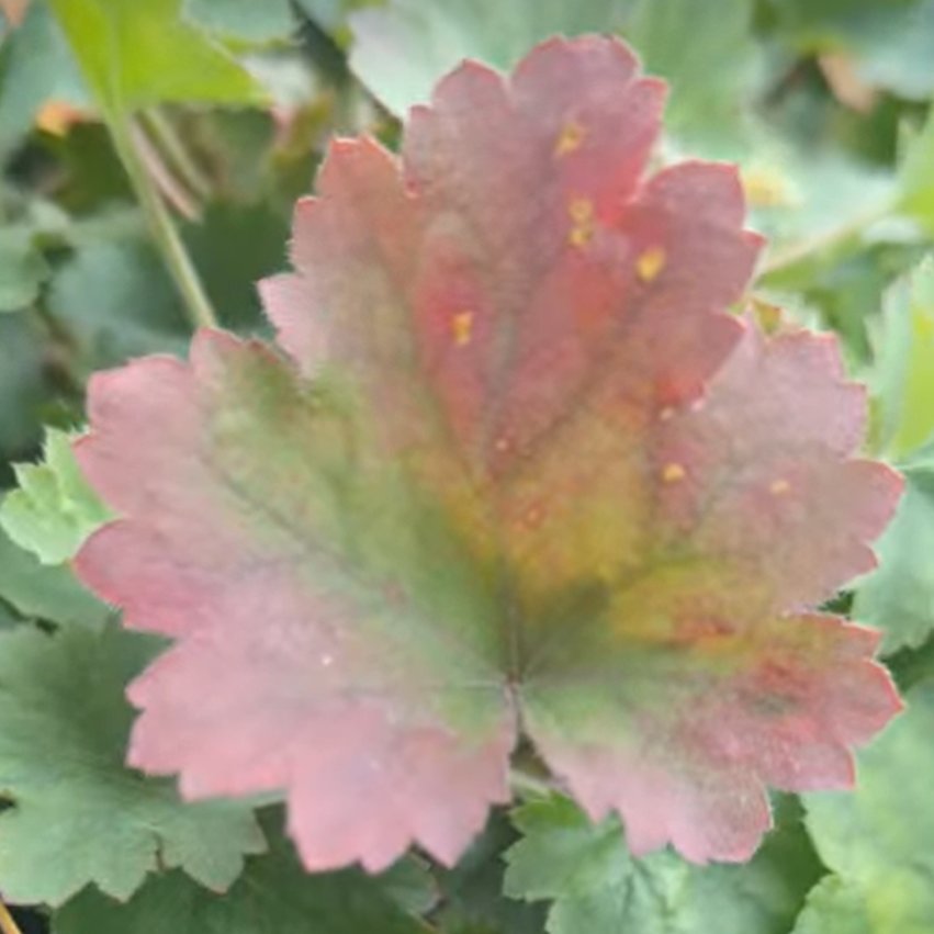 Bressingham Hybrids Coral Bells