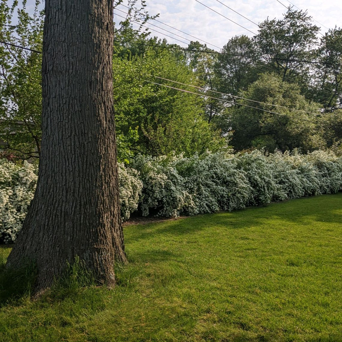 Renaissance Spirea