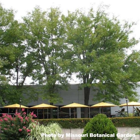 Skyline Honeylocust