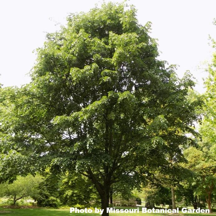 Silver Linden