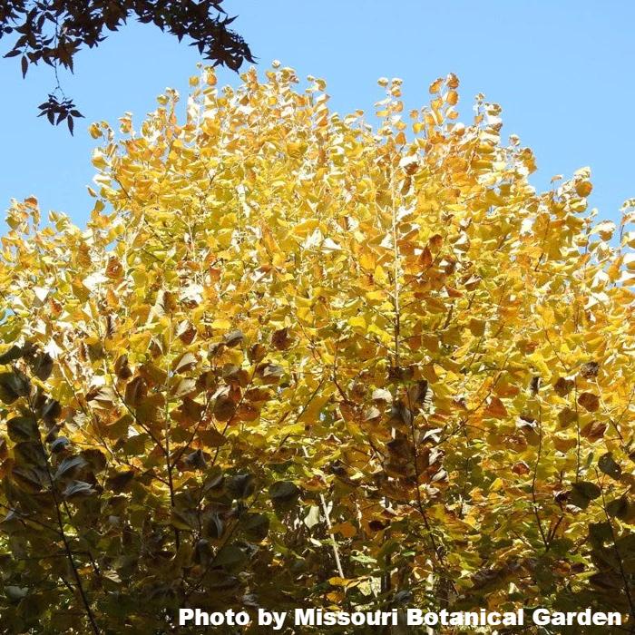 Silver Linden