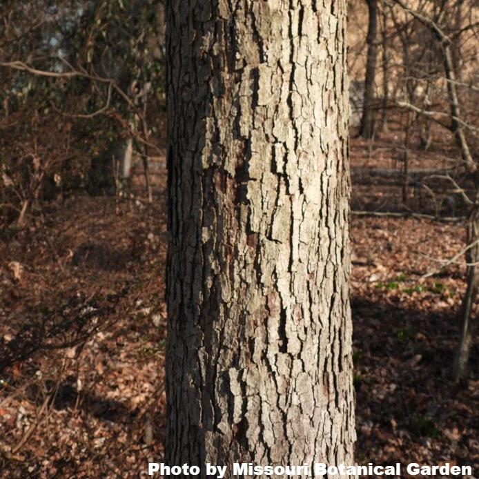 Swamp White Oak