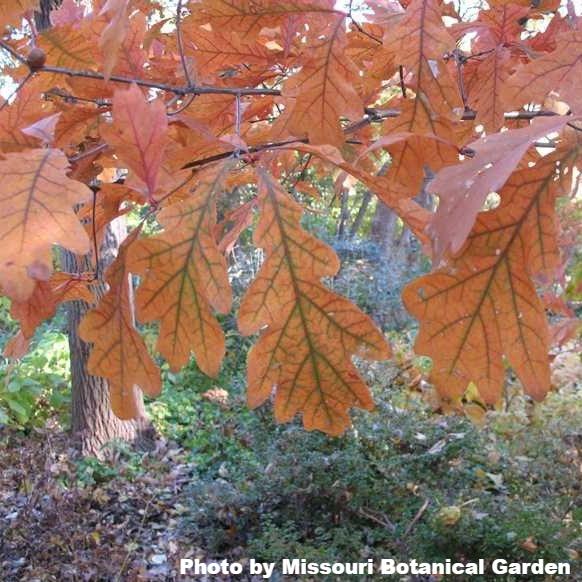 Swamp White Oak