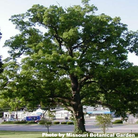 Swamp White Oak