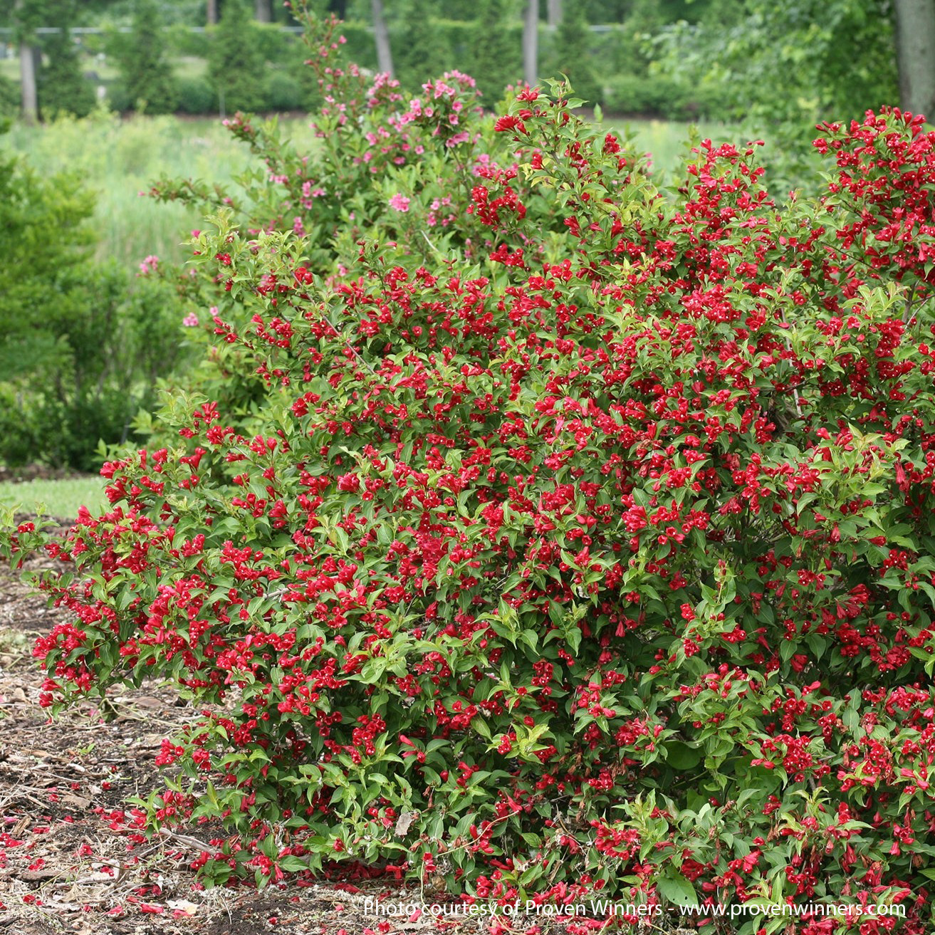 Weigela online sonic bloom