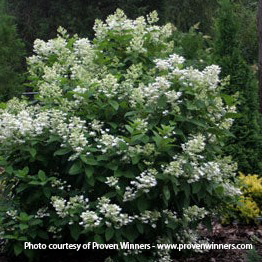 Quick Fire Hydrangea