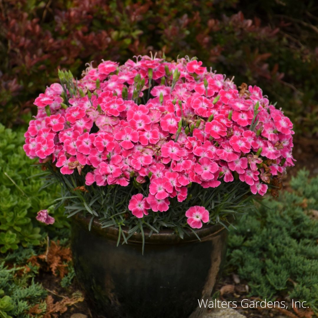 Lip Gloss Dianthus