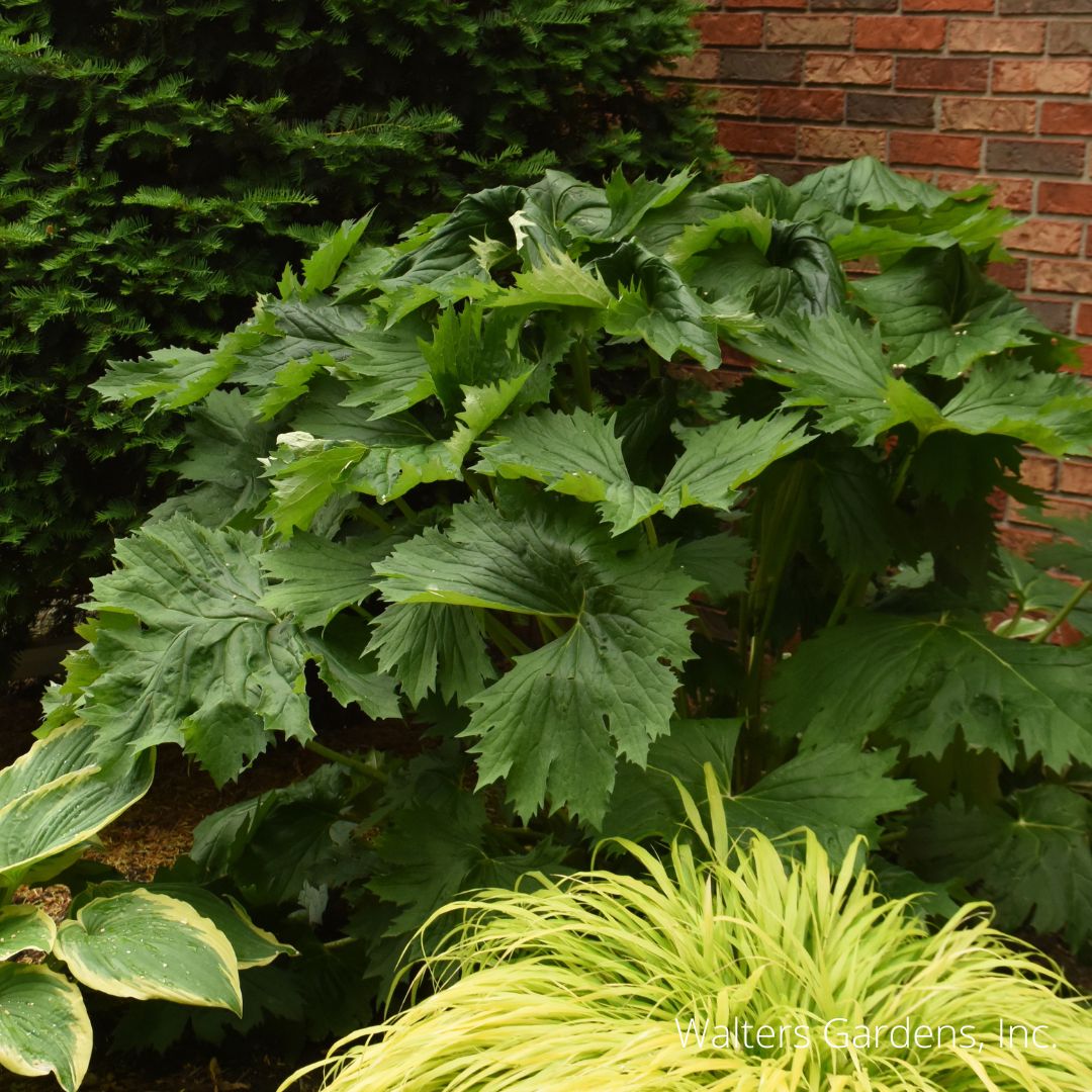 Tractor Seat Ligularia