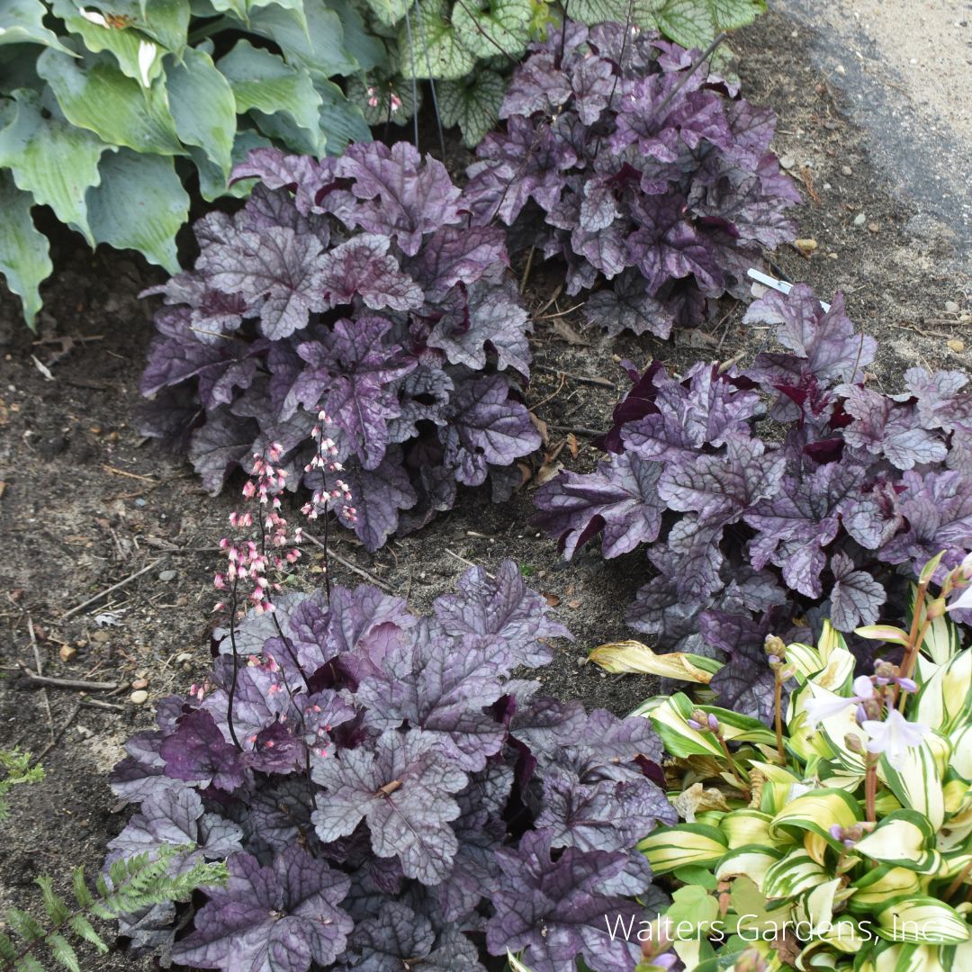 Frosted Berry Coral Bell