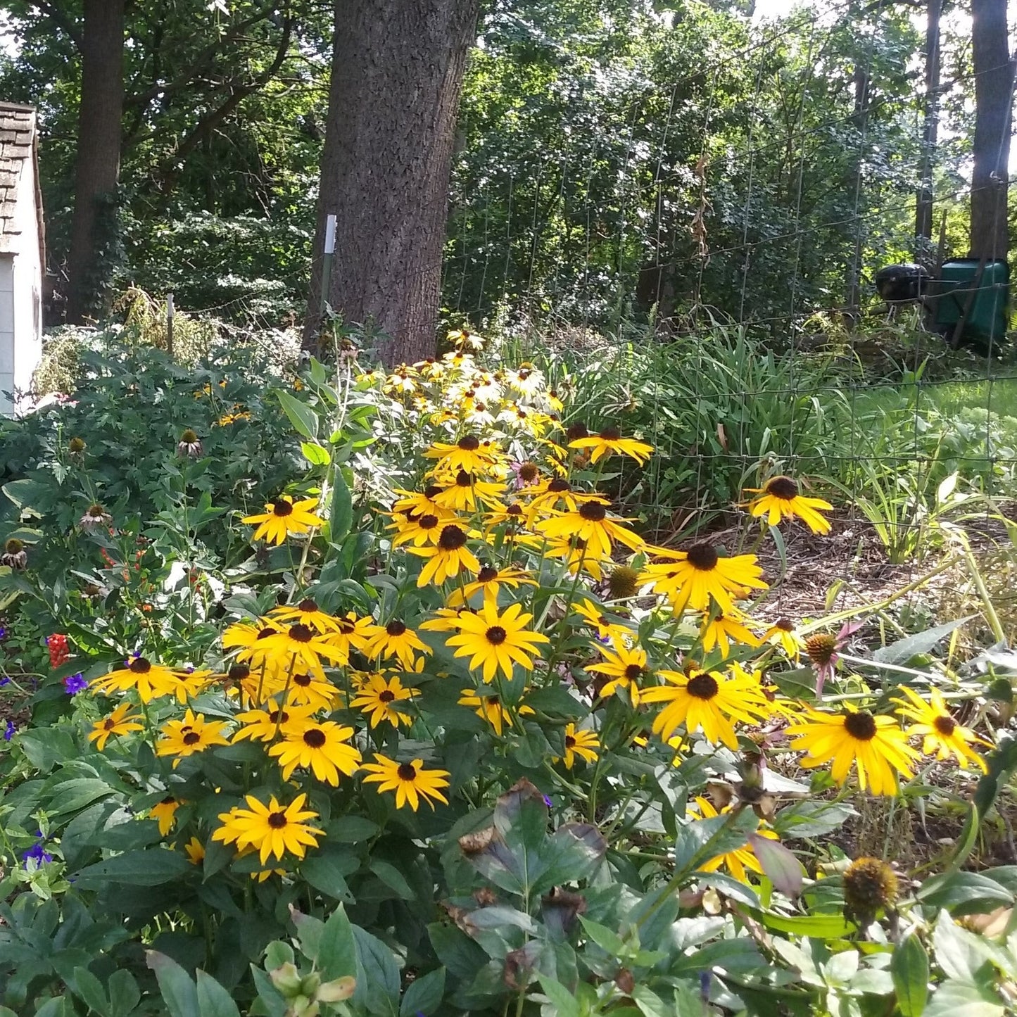 Black-Eyed Susan