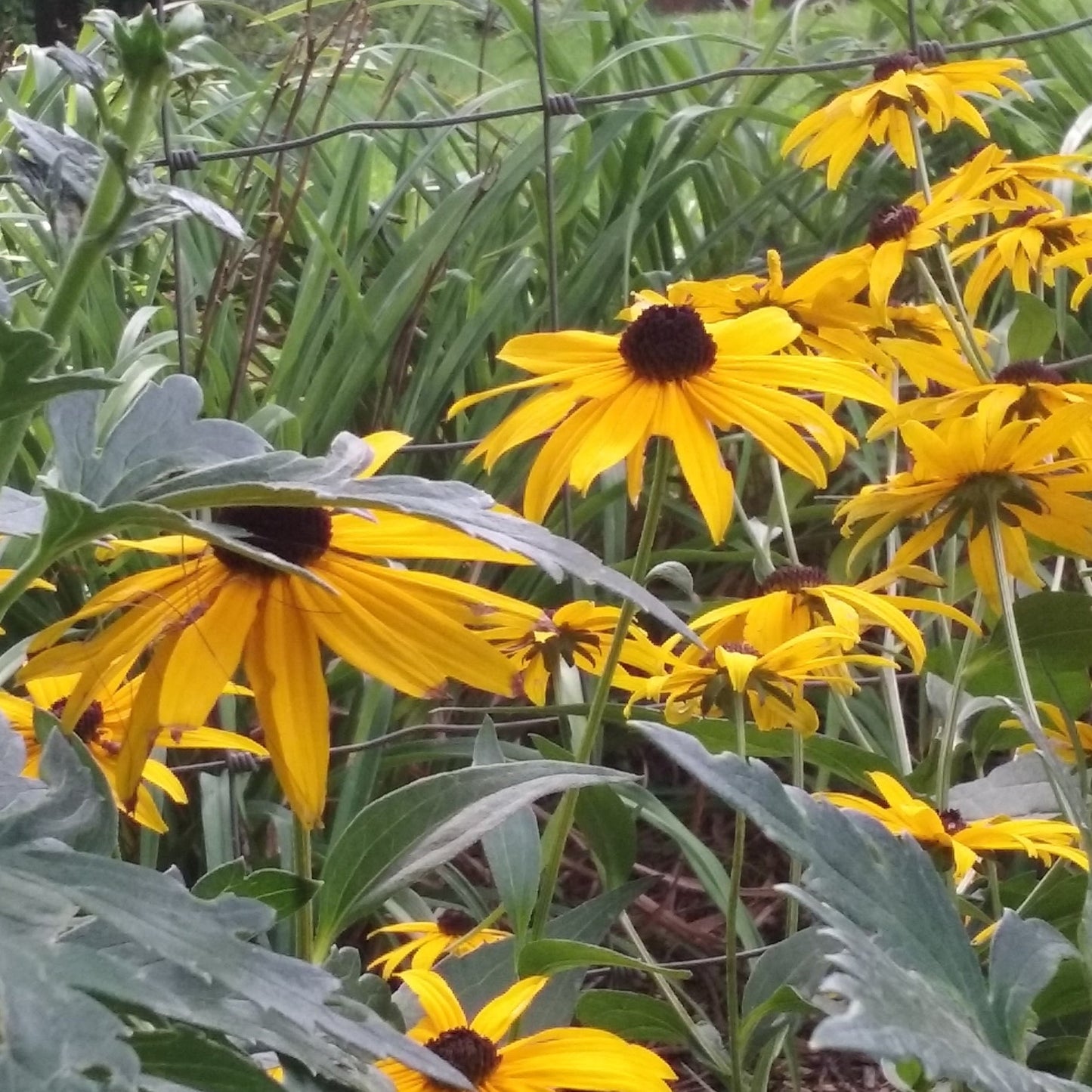 Black-Eyed Susan