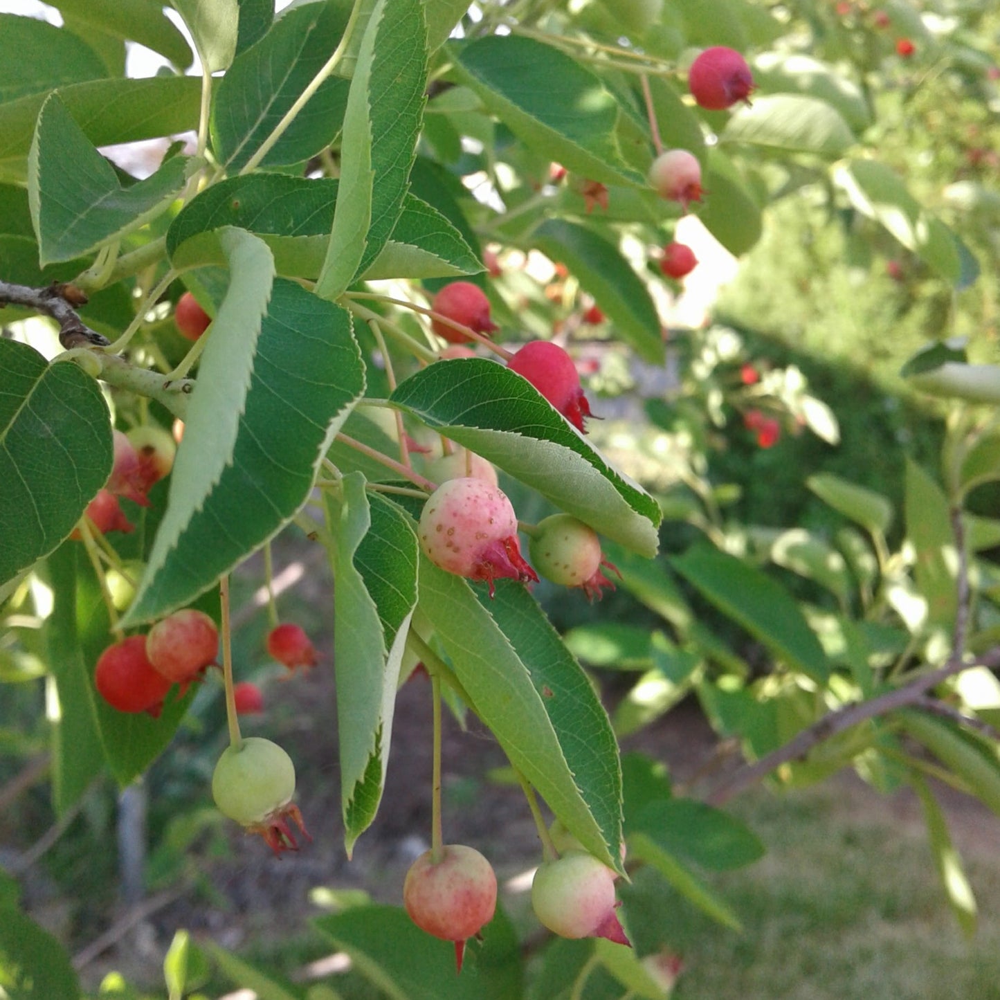 Autumn Brilliance Serviceberry