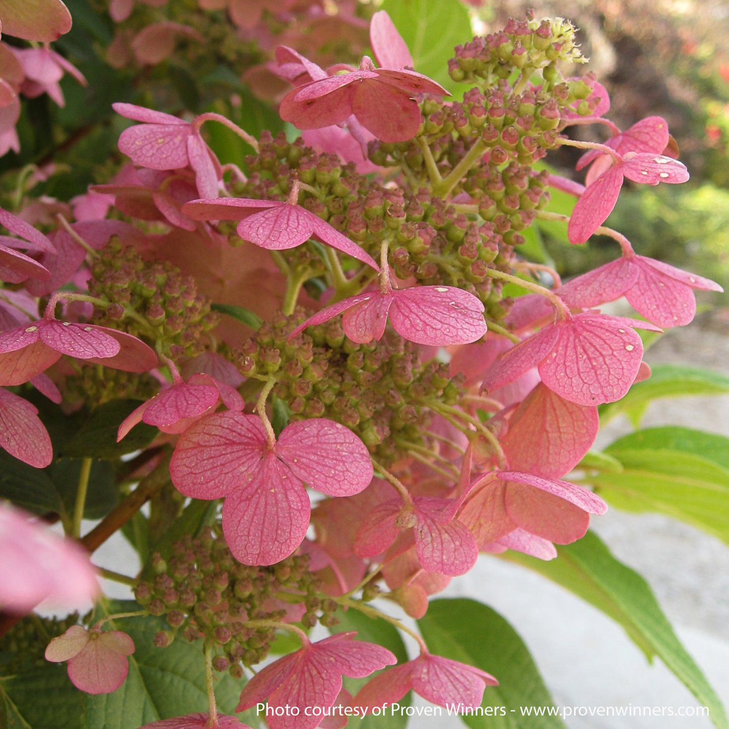 Quick Fire Hydrangea