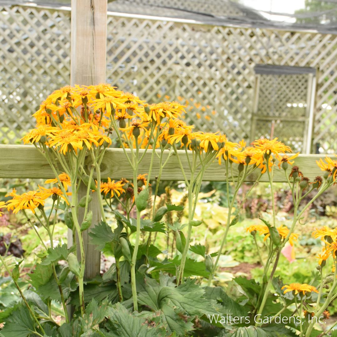 Tractor Seat Ligularia
