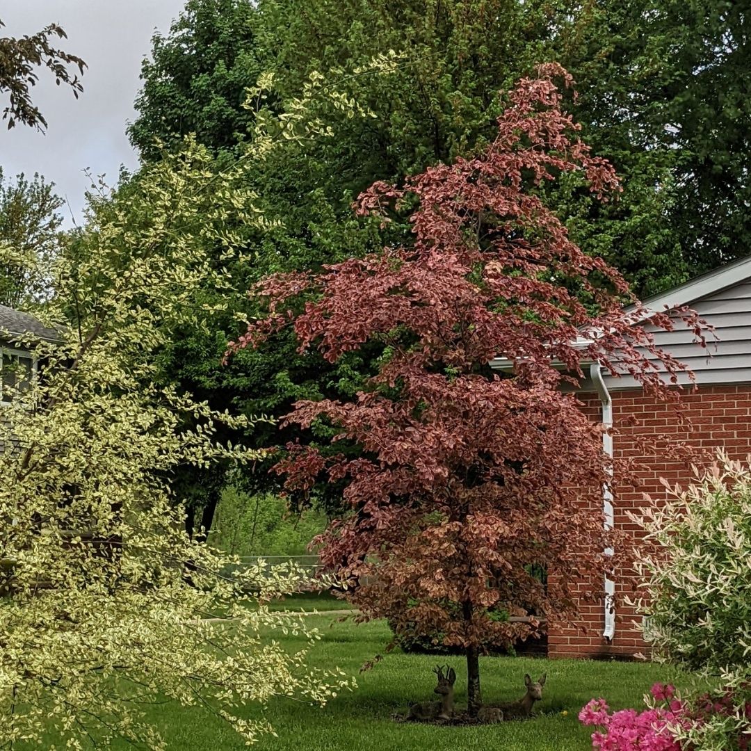 Tricolor Beech