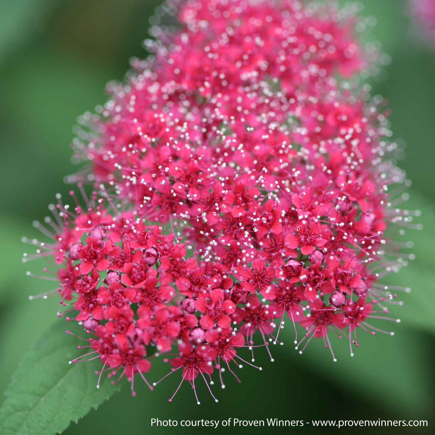Double Play Red Spirea