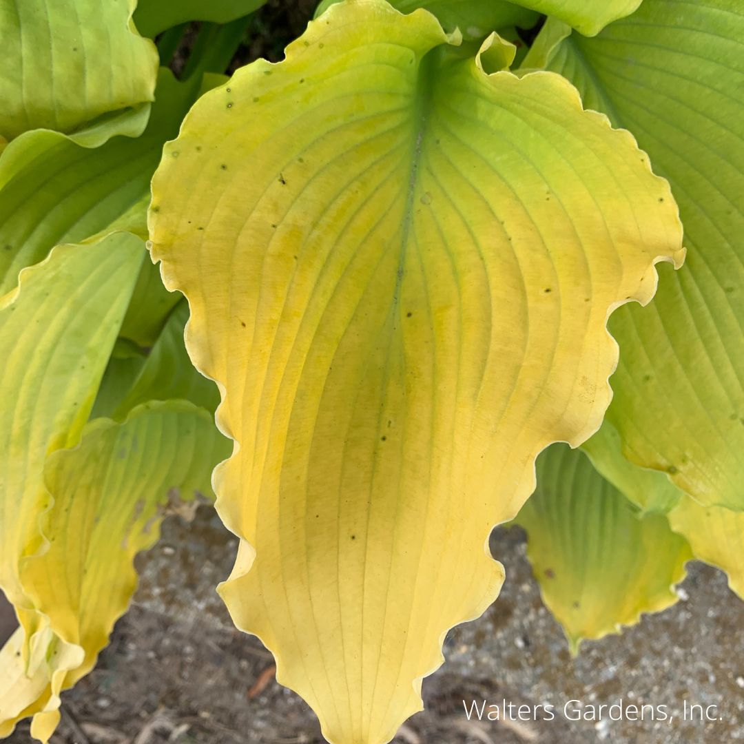 Echo the Sun Hosta