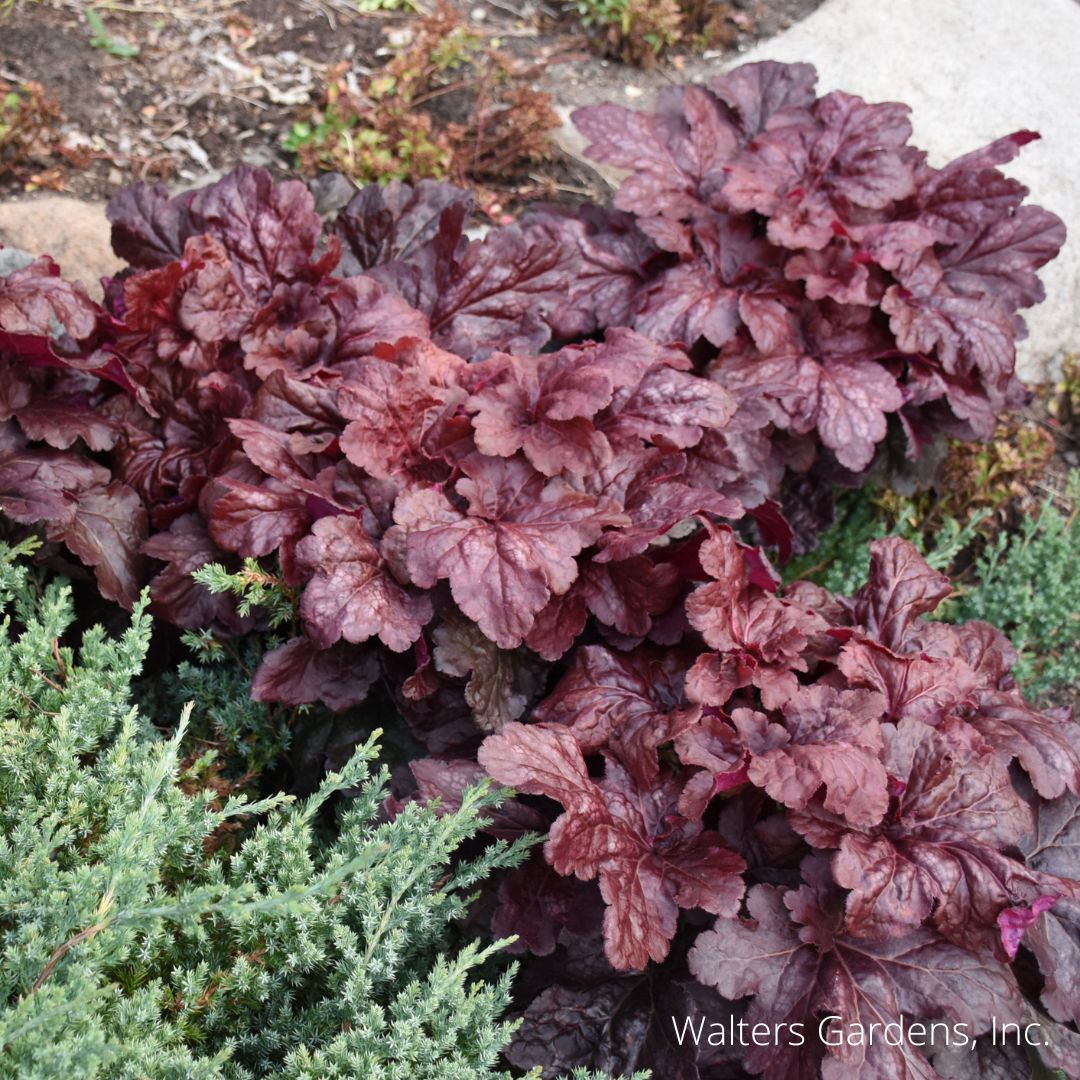 Red Dragon Coral Bell