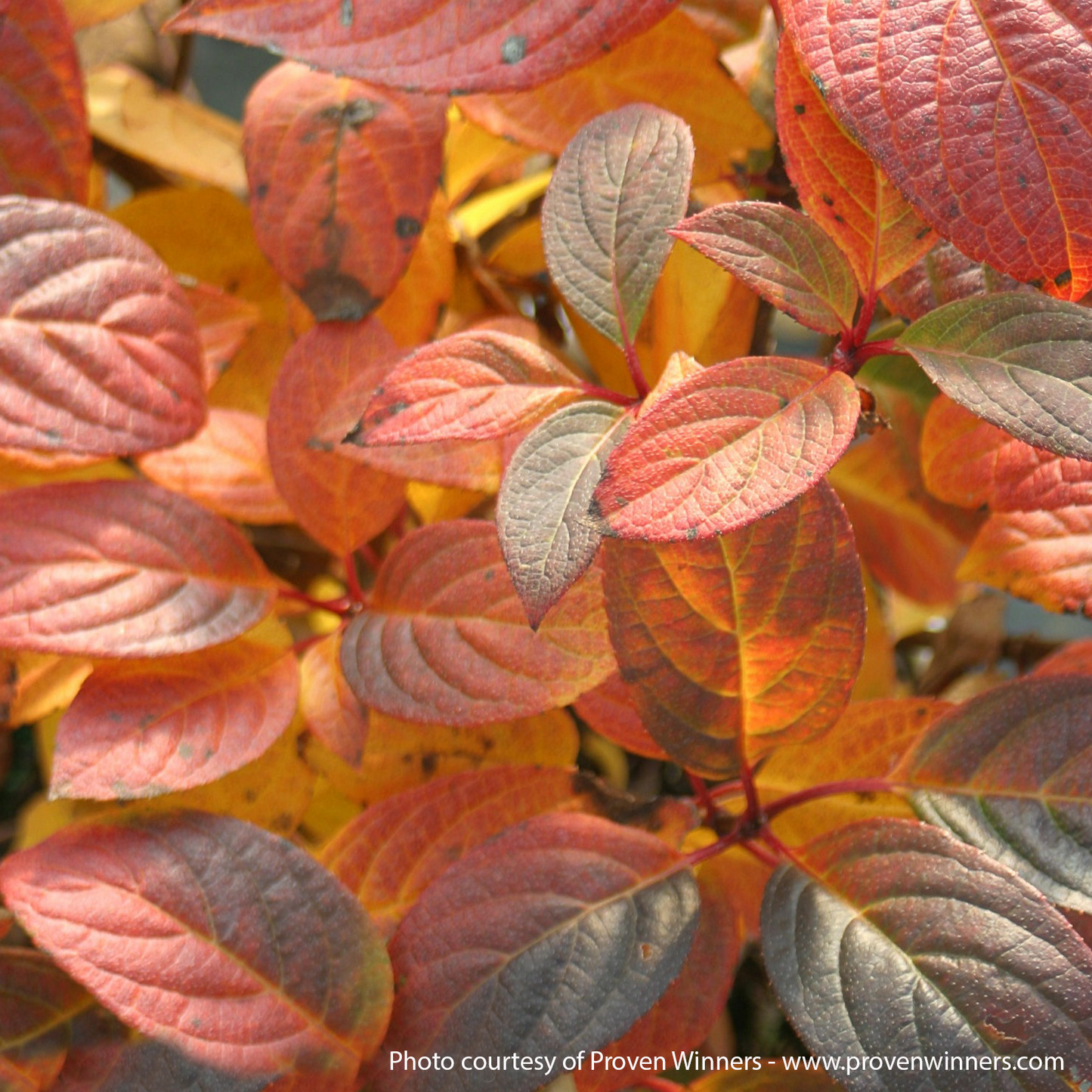 Quick Fire Hydrangea