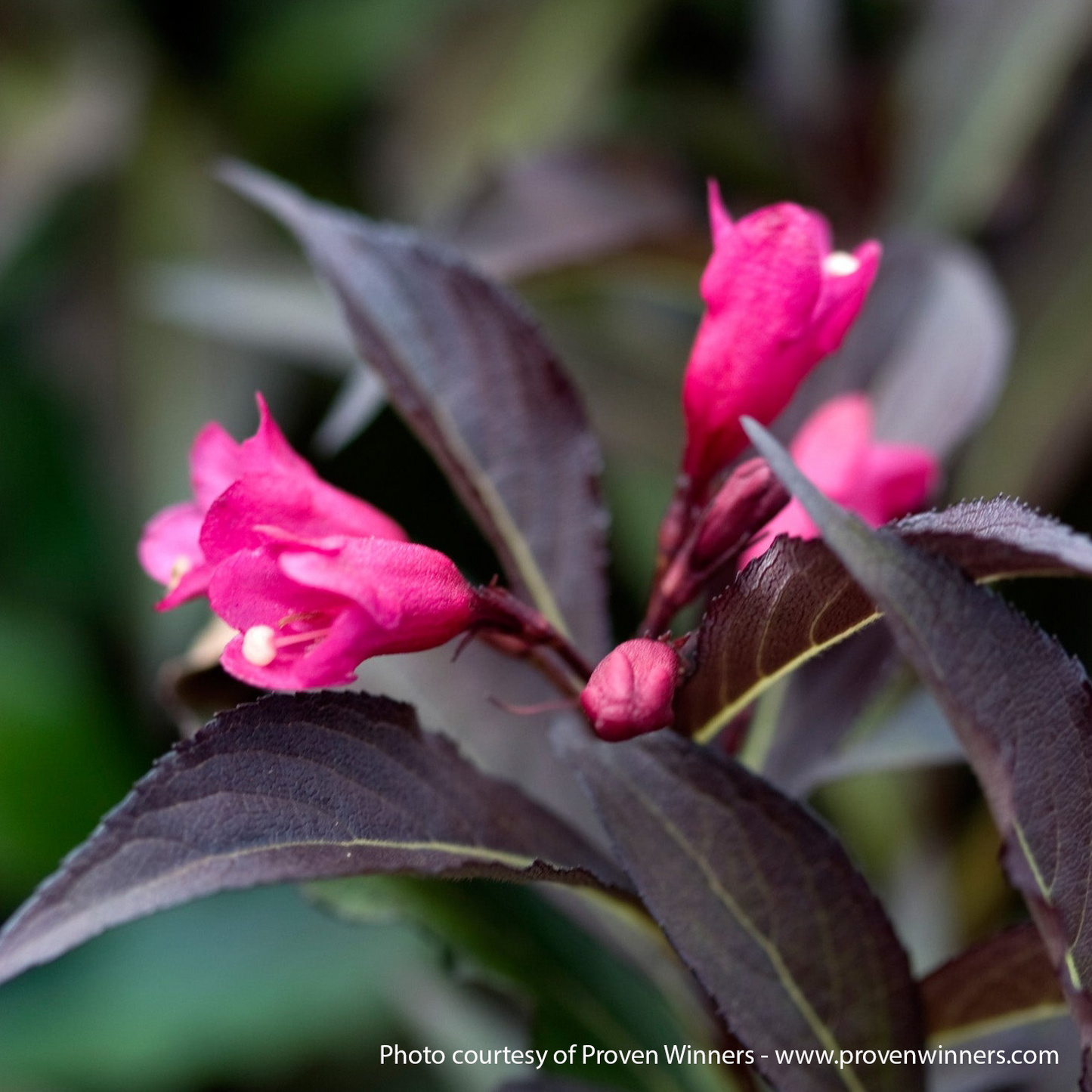Spilled Wine Weigela